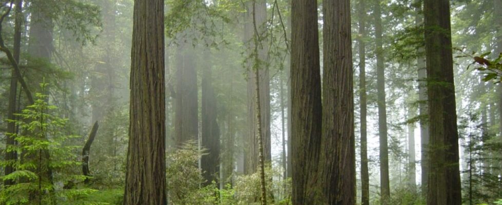 Towering coast redwood trunks rising through a misty old-growth forest in California