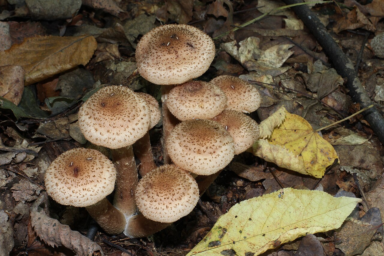 A cluster of honey-brown Armillaria mushrooms growing at the base of a tree