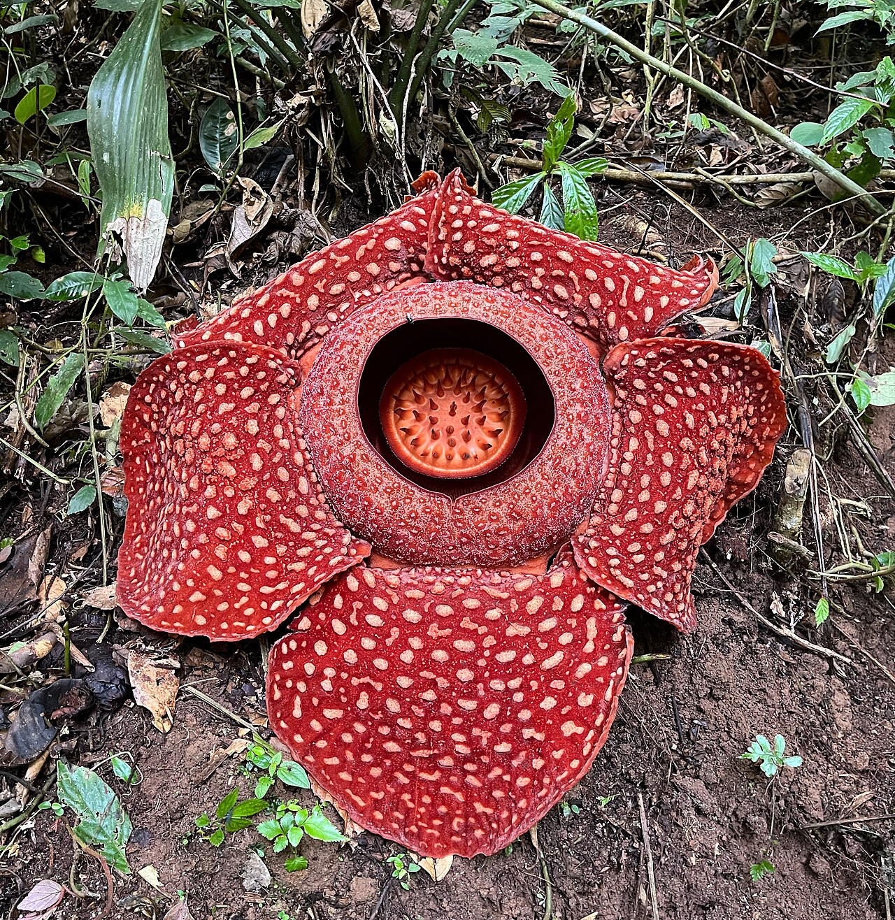 A huge reddish-brown Rafflesia flower with pale spots resting on the forest floor