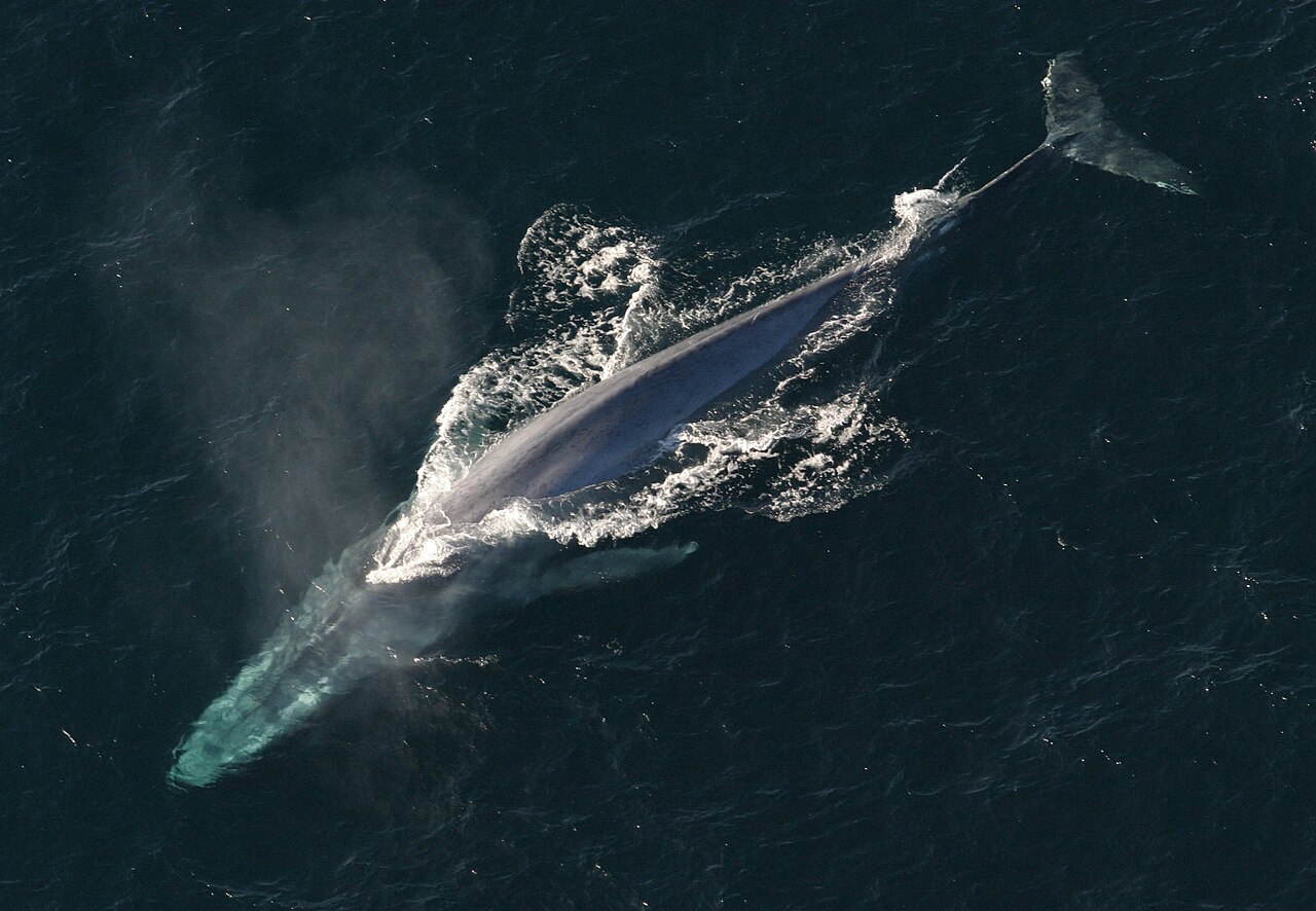 A blue whale’s long, mottled blue-gray back breaking the surface of the ocean