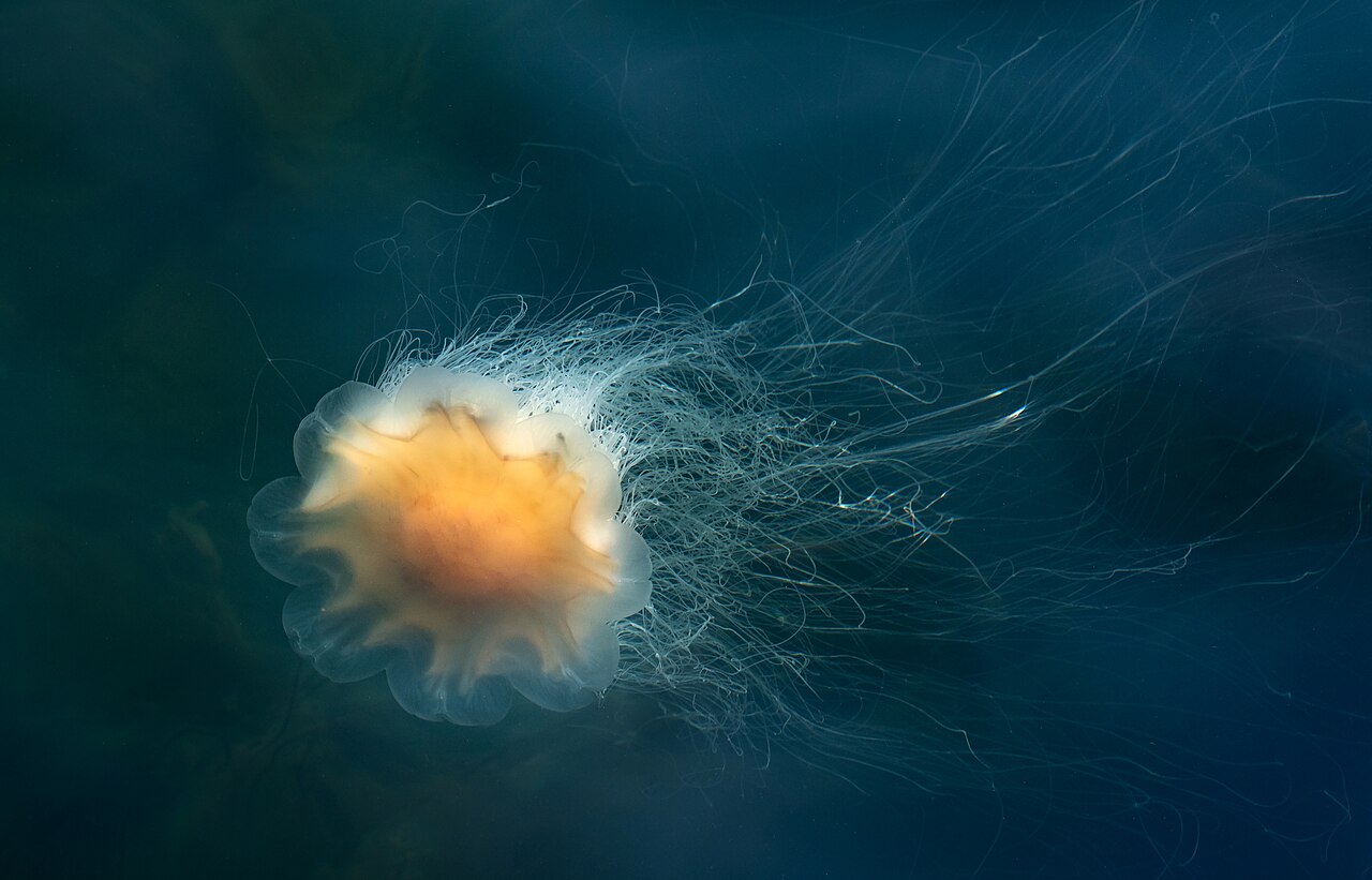 A lion’s mane jellyfish with a reddish bell and a mass of trailing tentacles