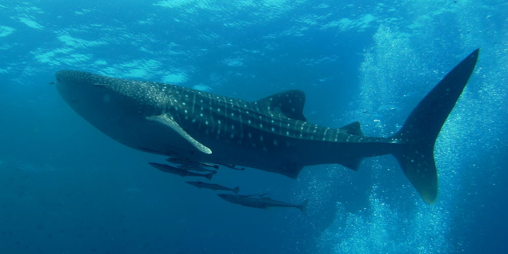 A spotted whale shark swimming through blue water with its wide mouth open