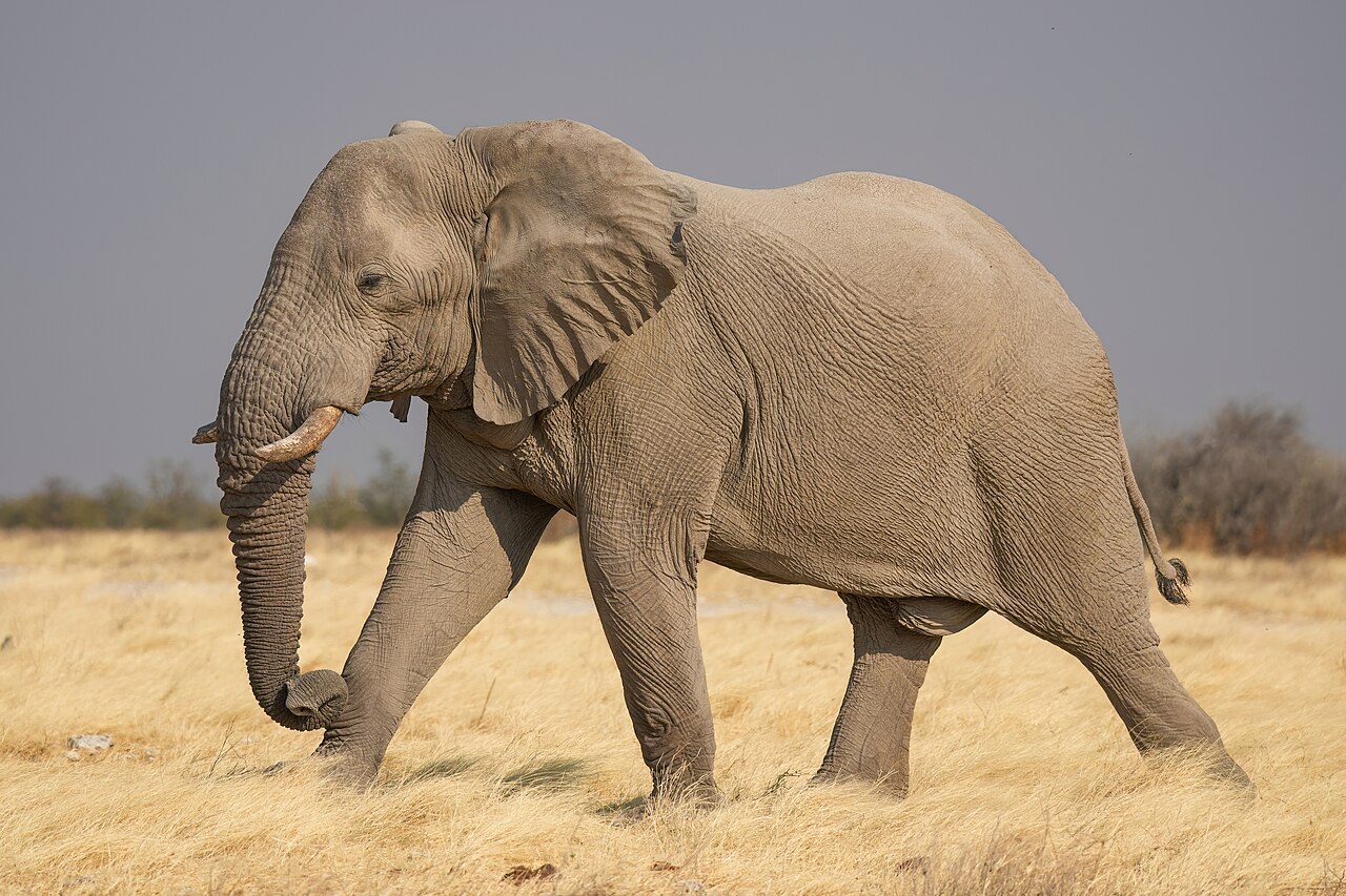 A large African bush elephant with wide ears and tusks standing on the savanna
