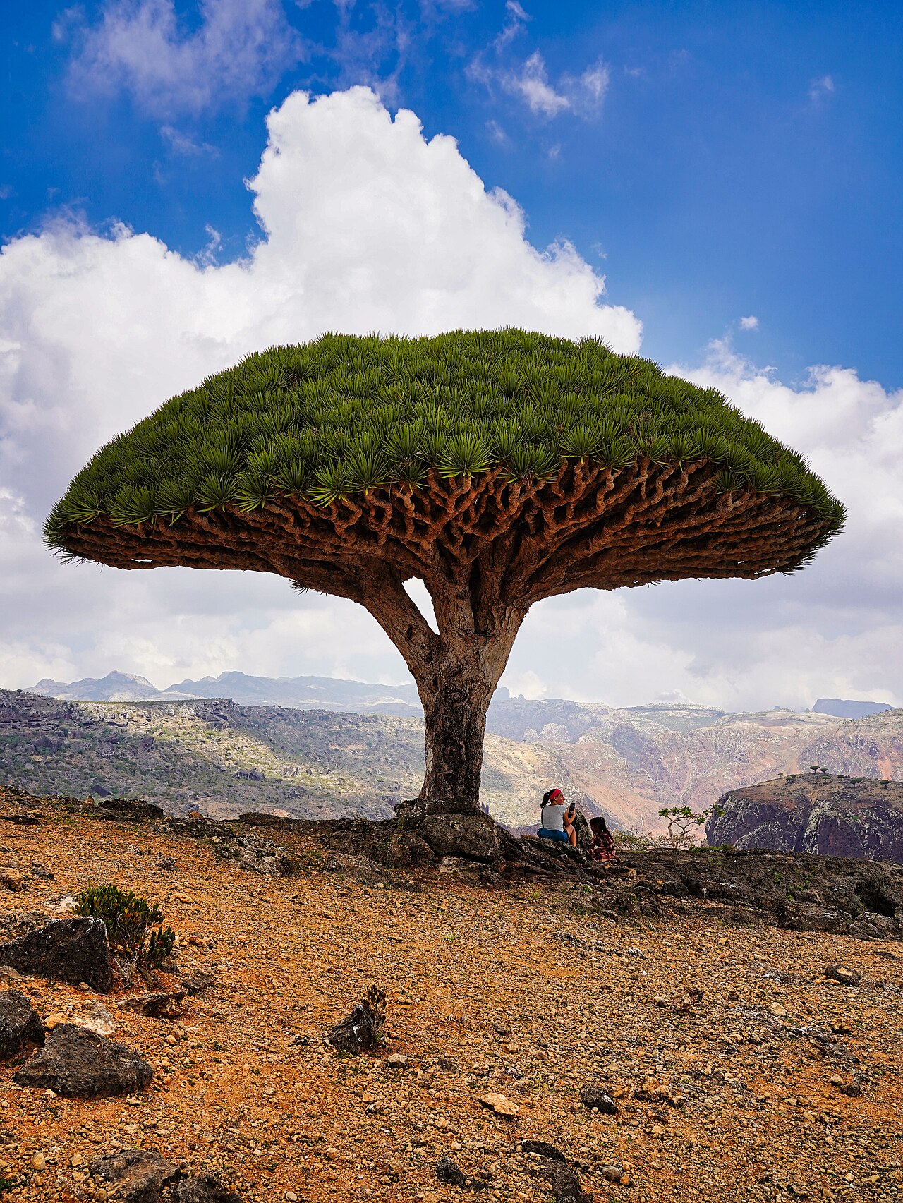 Umbrella-shaped dragon's blood trees growing on a rocky plateau on Socotra island