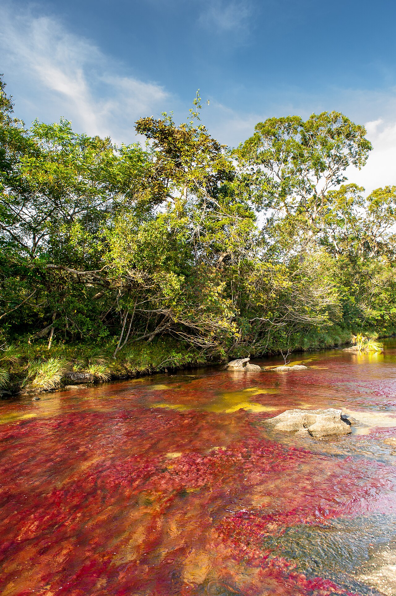 Bright red aquatic plants covering the rocky bed of the Caño Cristales river in Colombia