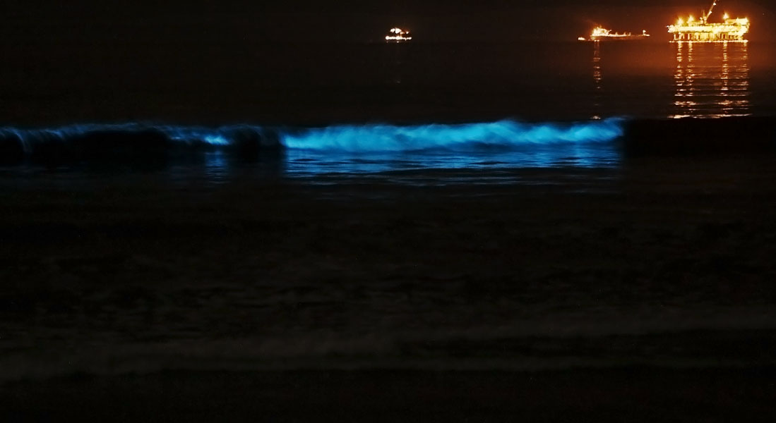 Living organisms giving off a natural glowing light in the darkness