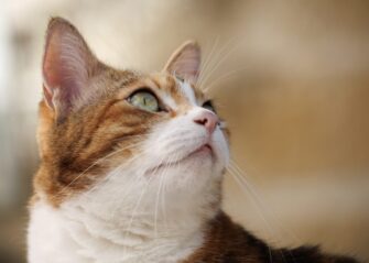 A domestic cat with whiskers, pointed ears and bright, watchful eyes