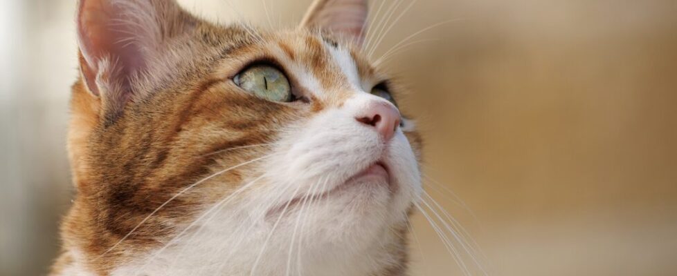 A domestic cat with whiskers, pointed ears and bright, watchful eyes