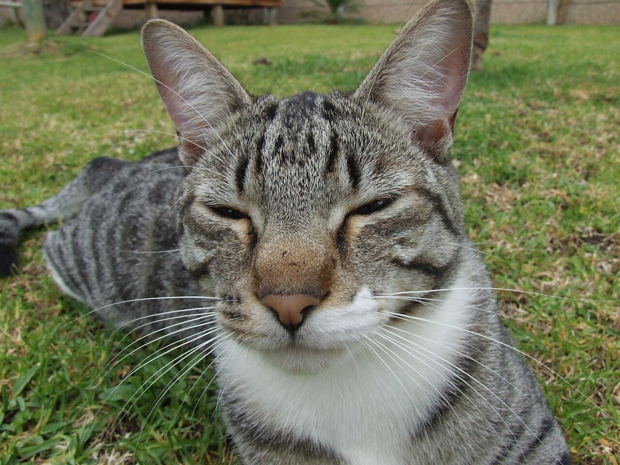 A relaxed tabby cat with soft, half-closed eyes