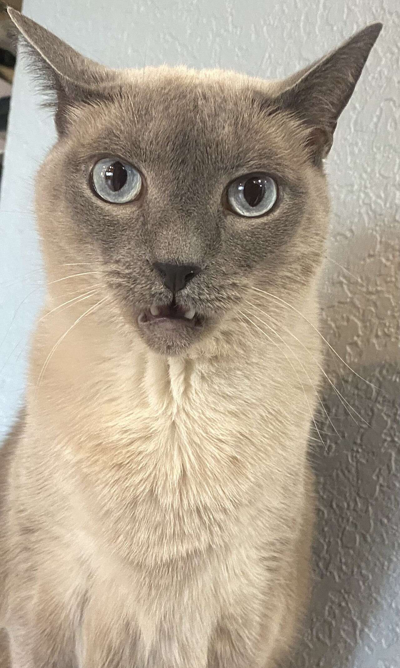 A cat with its mouth slightly open and lip curled in the flehmen response