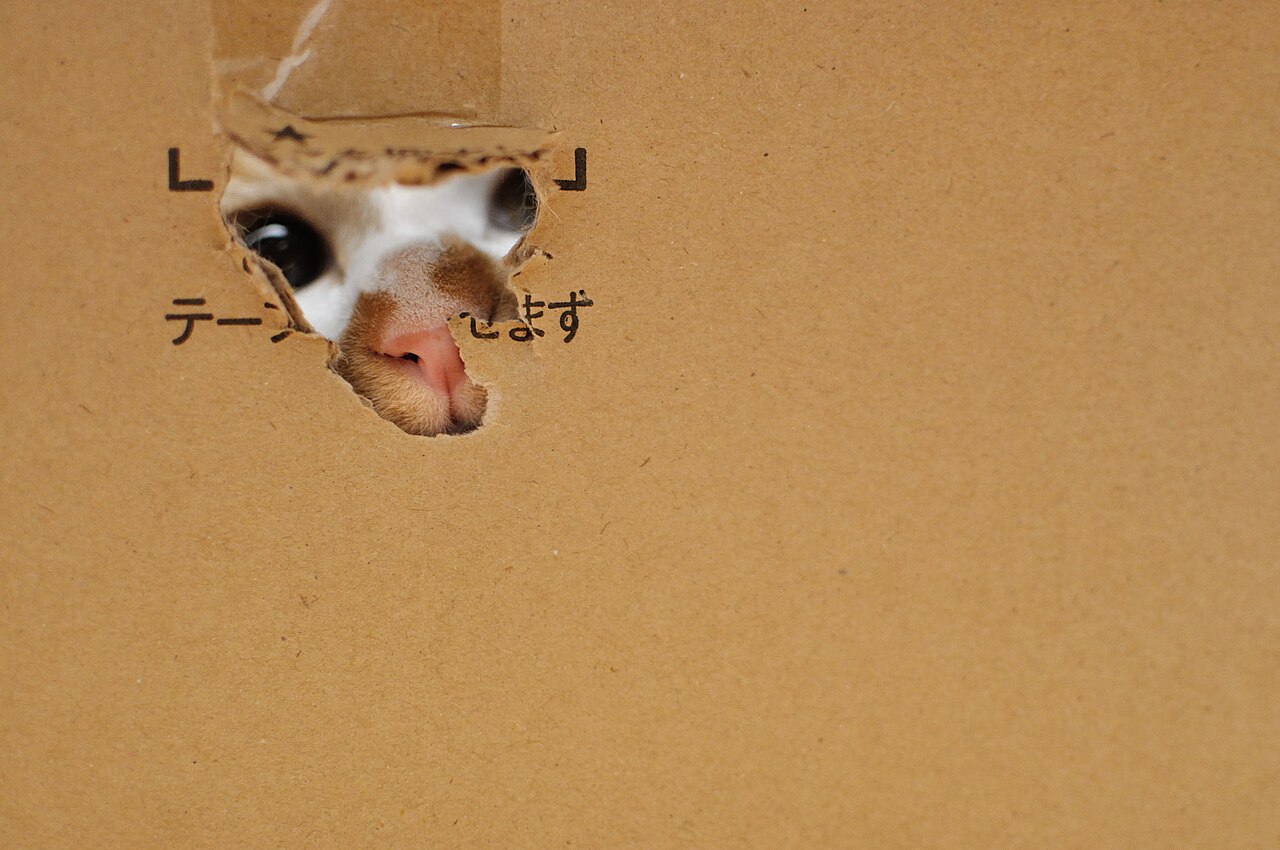 A cat peeking out through a hole cut in a cardboard box