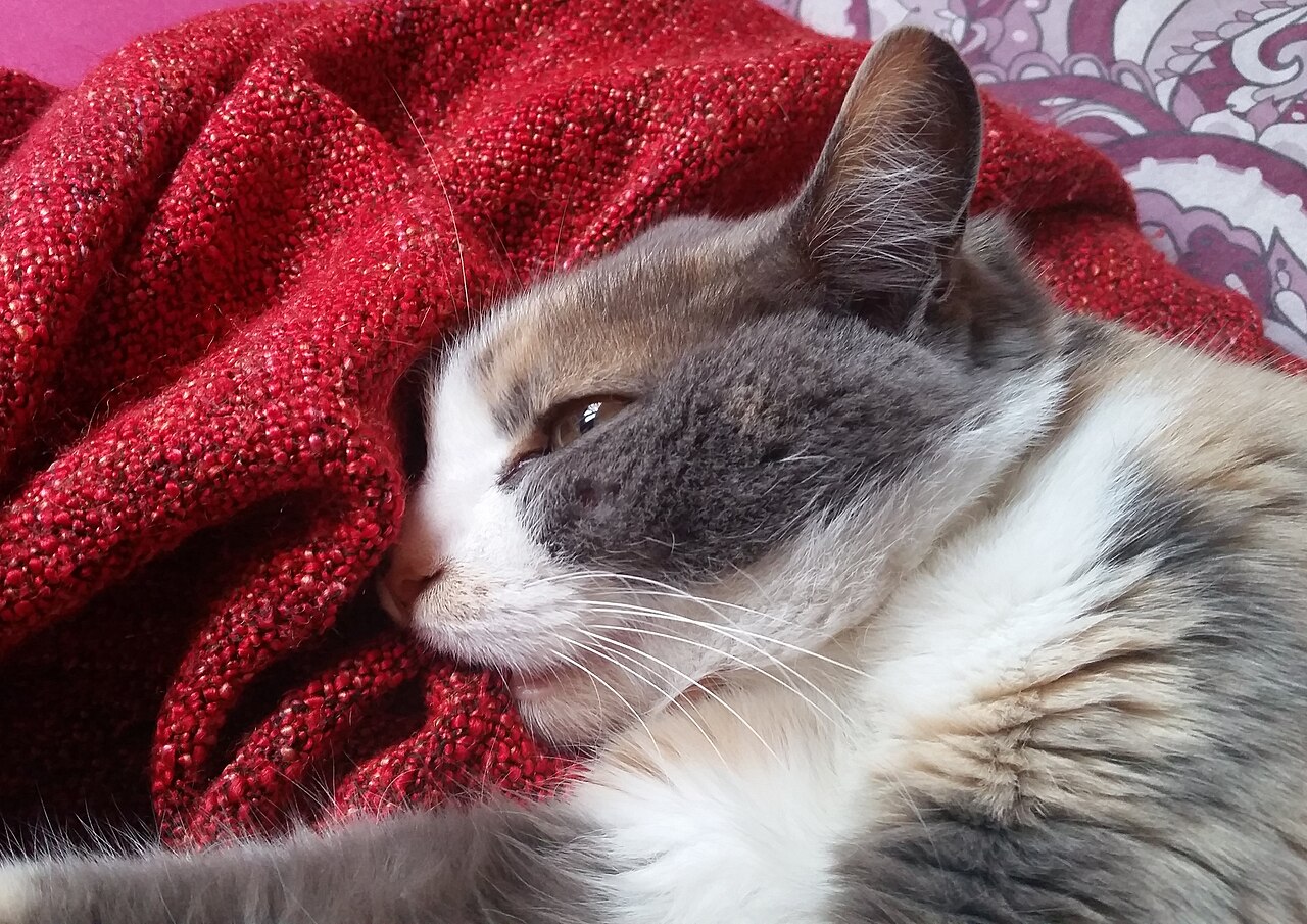 A domestic cat pressing its front paws into a soft surface