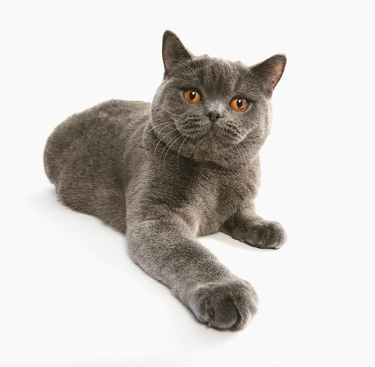 A short-haired domestic cat with a rounded face and dense coat