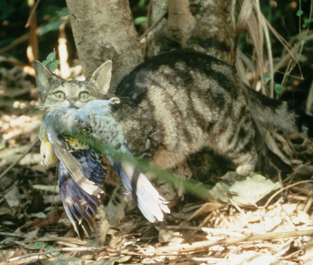 A domestic cat outdoors, where many pet cats hunt small animals