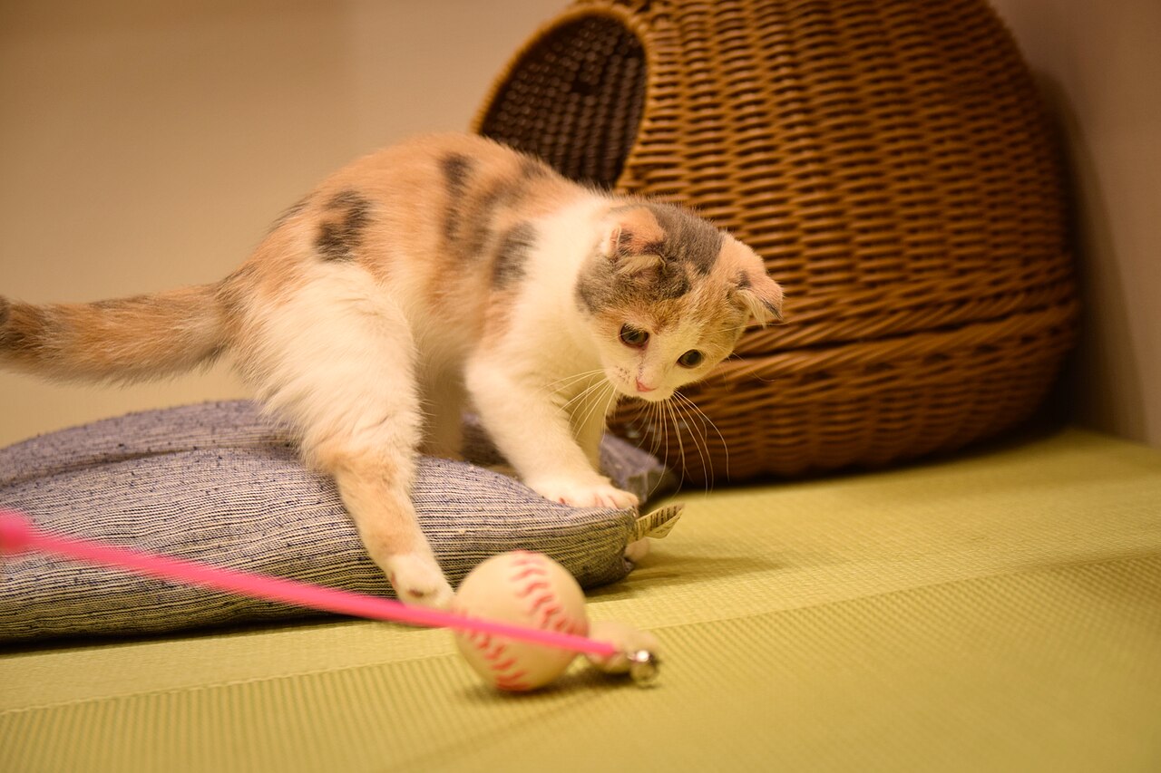 A domestic cat at play with a toy or small object