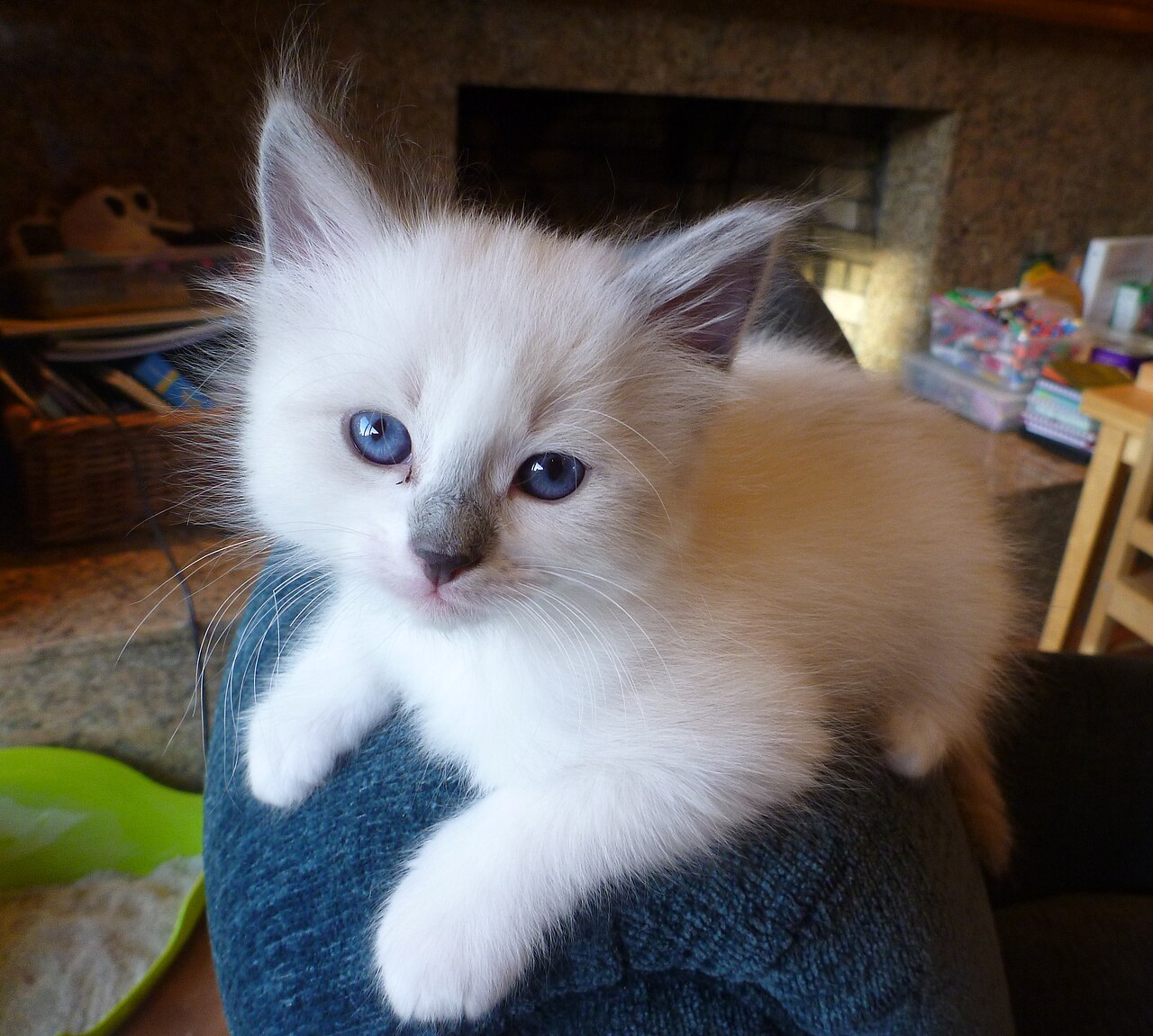 A young domestic kitten with soft fur and large, curious eyes