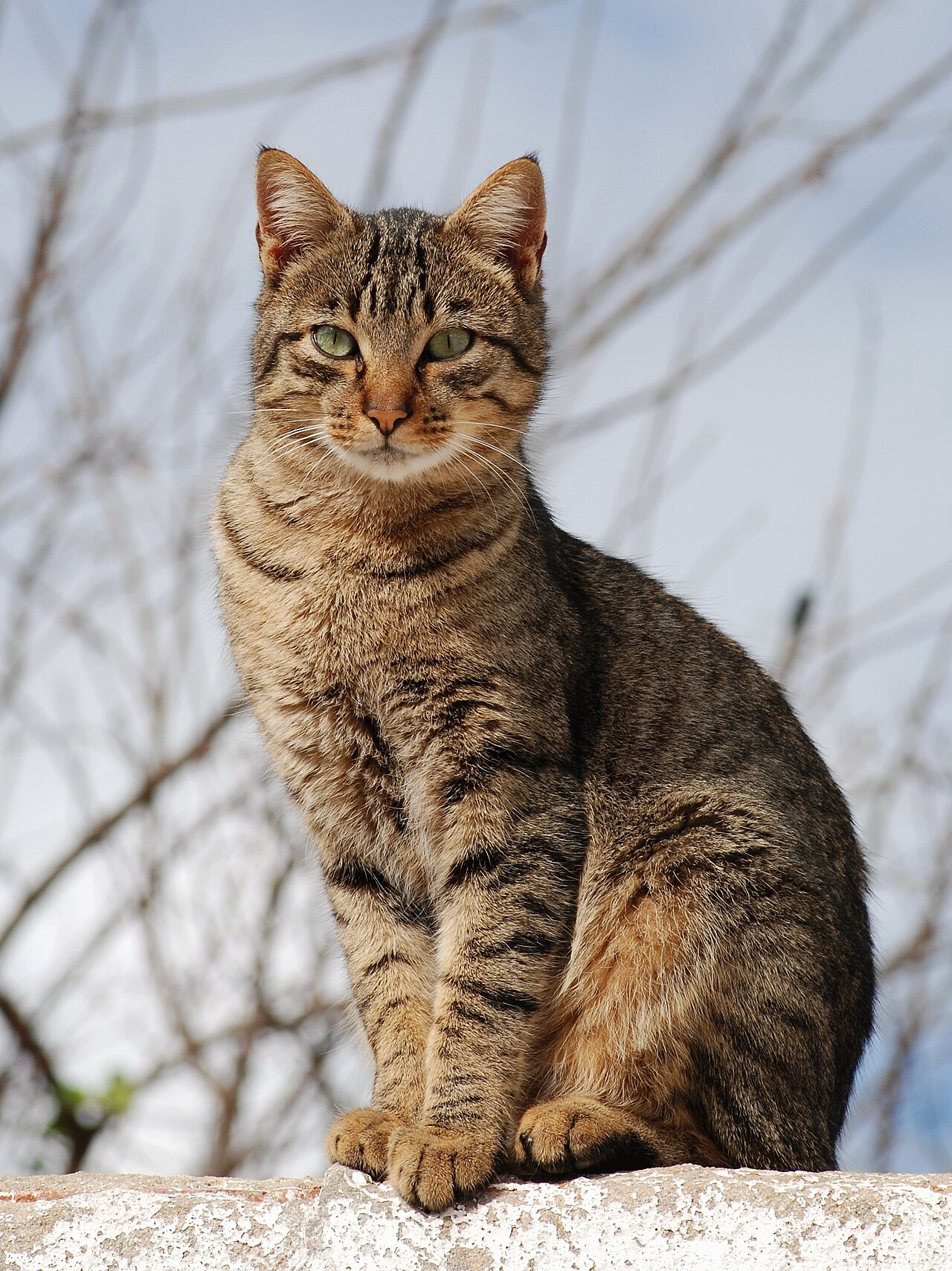 A tabby cat with striped fur and a distinctive M-shaped forehead marking