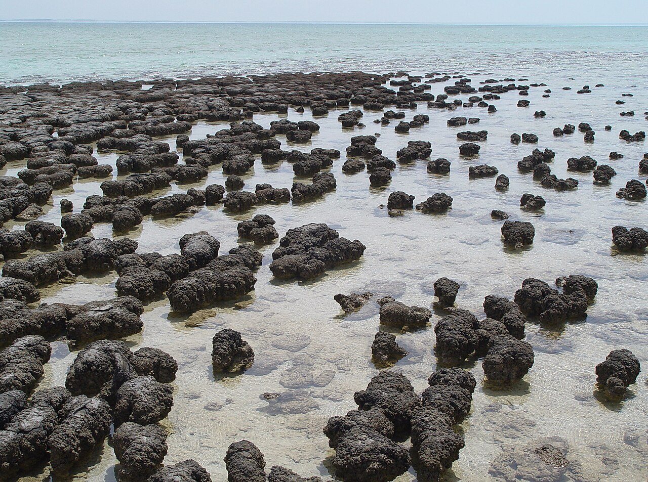 Dark, rounded stromatolite mounds in the shallow water of Shark Bay, Western Australia