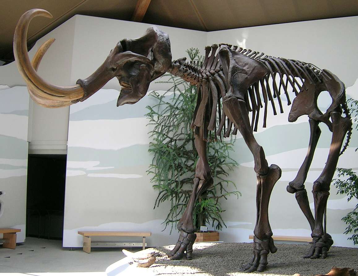 A life-size reconstruction of a shaggy woolly mammoth with long curved tusks