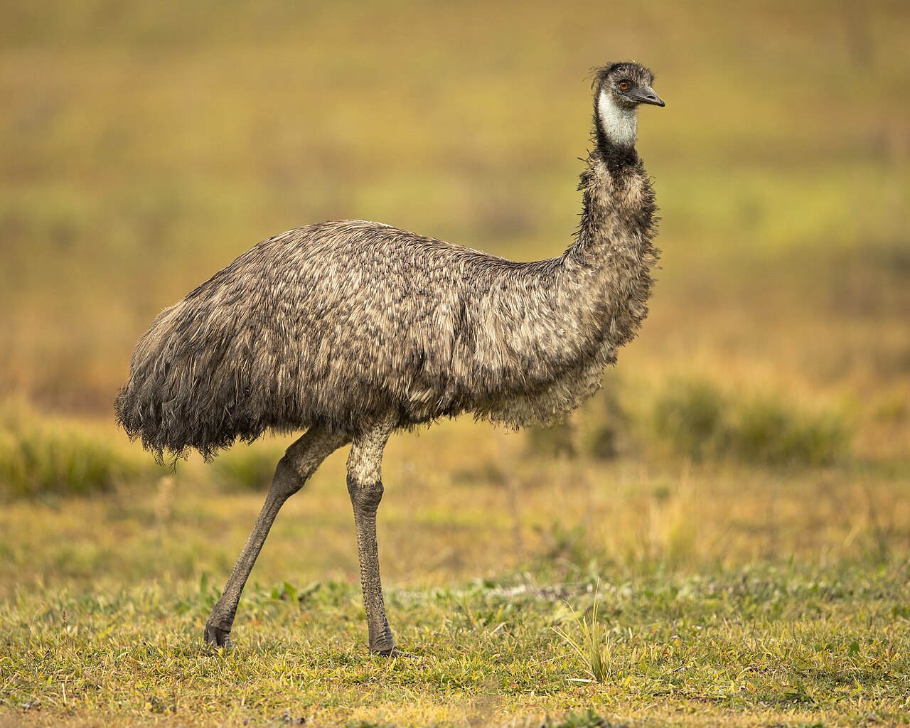 An emu, the large flightless bird native to Australia, standing in open country