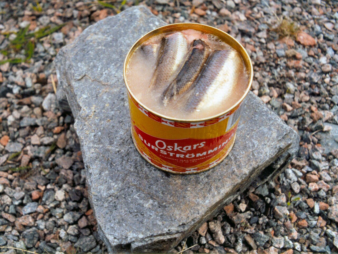 An opened tin of surströmming, Sweden’s fermented Baltic herring