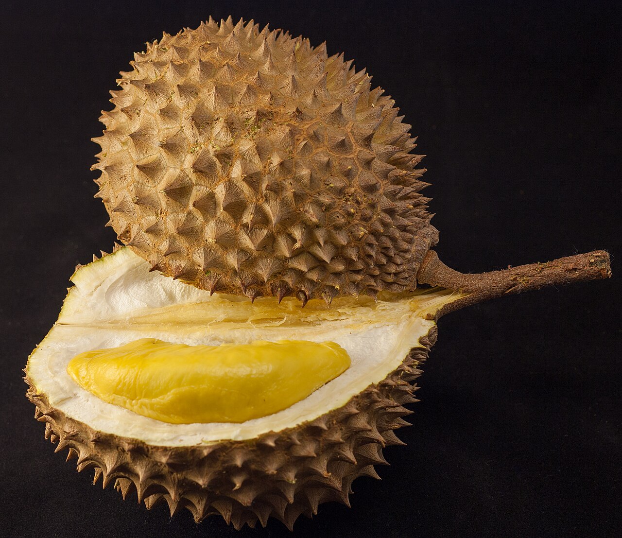 Durian, a large spiky tropical fruit known for its powerful smell